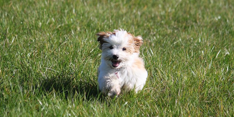 Havanese Breeders in Quebec