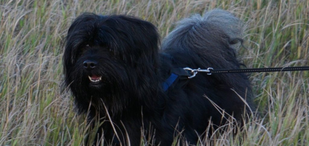 havanese on a leash