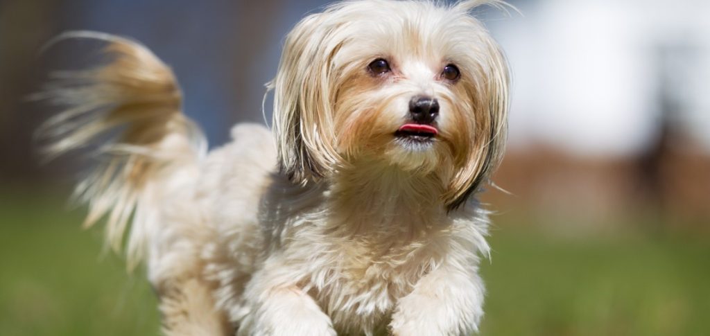 havanese outside