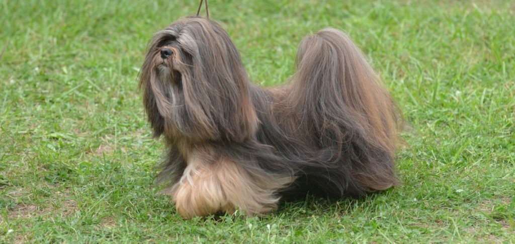 Havanese outisde walking long hair