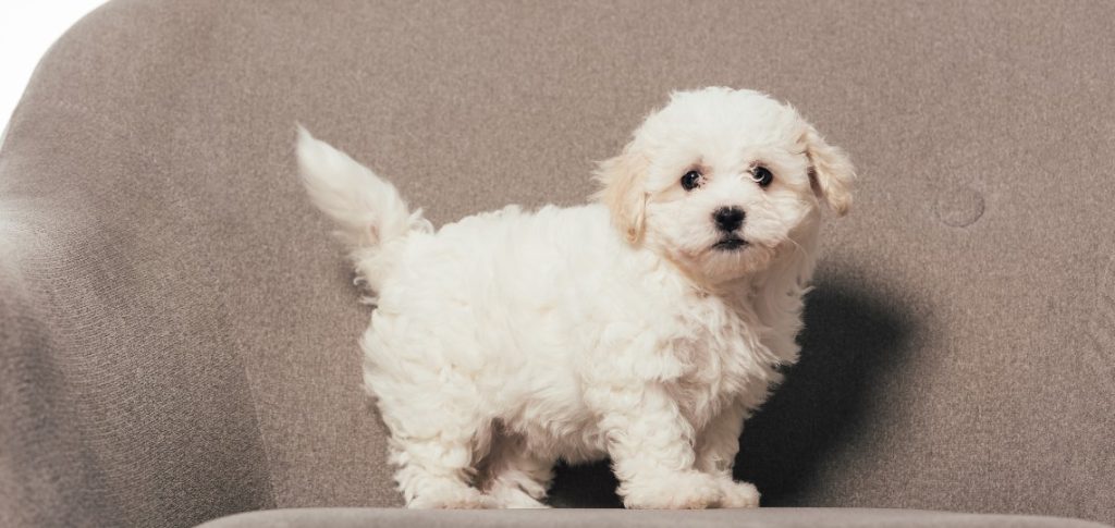 havanese puppy