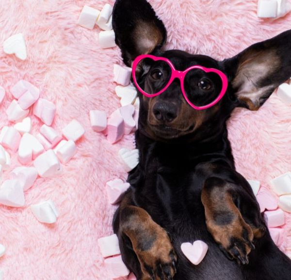 Can Dogs Eat marshmallows