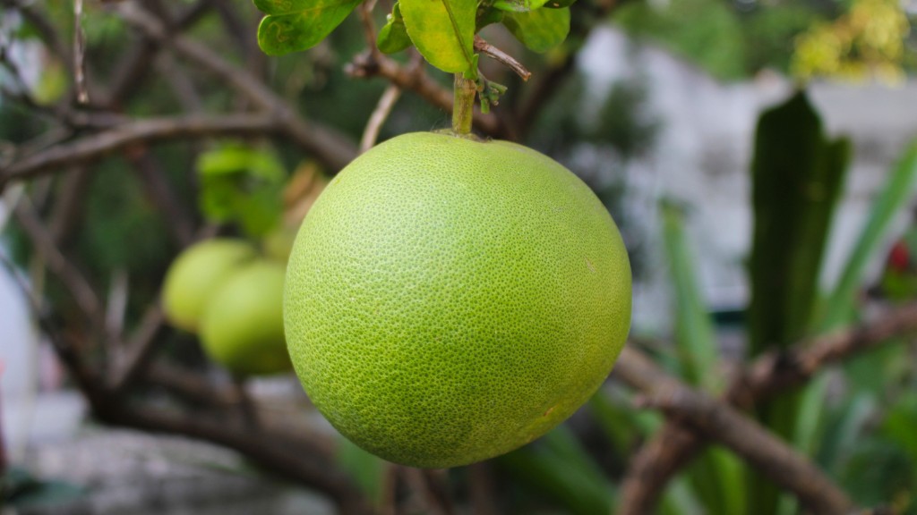 Can Dogs Eat pomelo