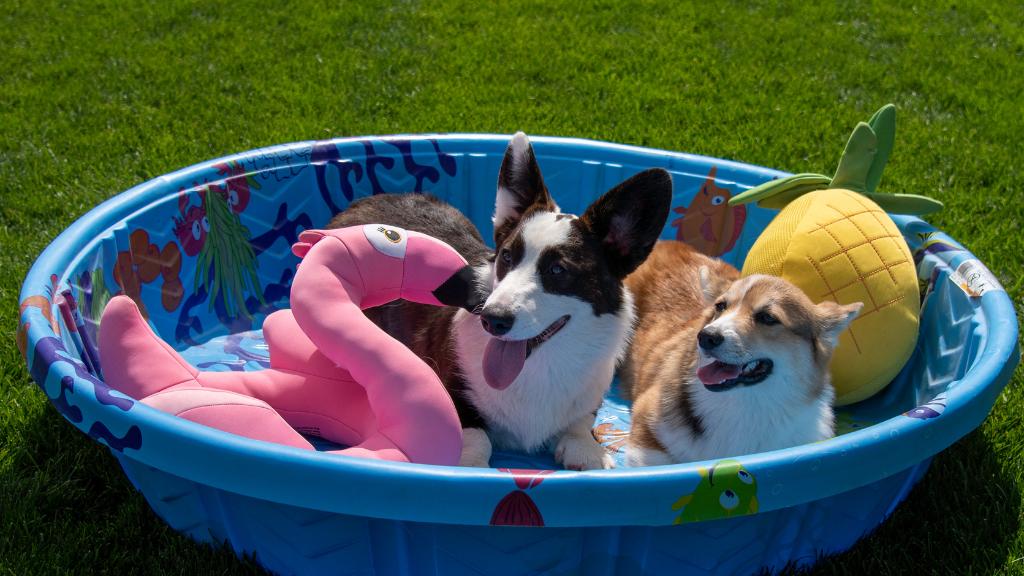 Gateway Havanese - Can Dogs Go in the Hot Tub (1)