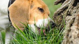 Gateway Havanese - Should I let my dog eat grass