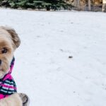 Havanese Training