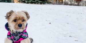 Havanese Training