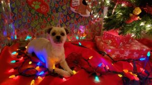 Havanese dogs breed guide