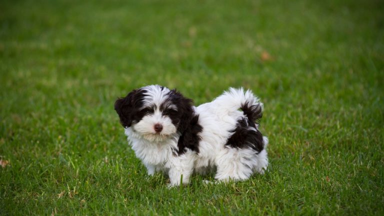 havanese breeders Alabama