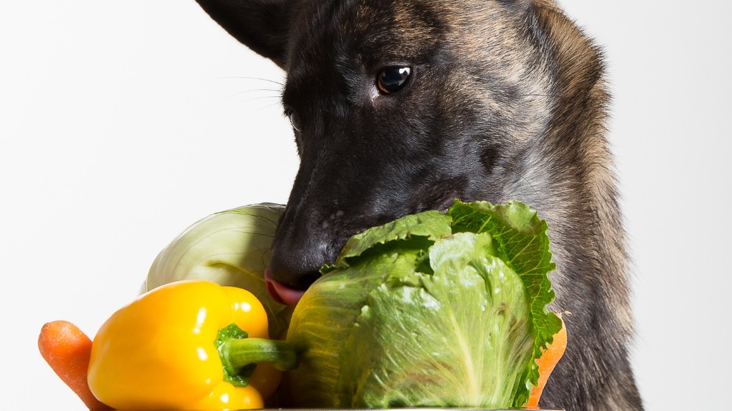 Can dogs eat romaine lettuce