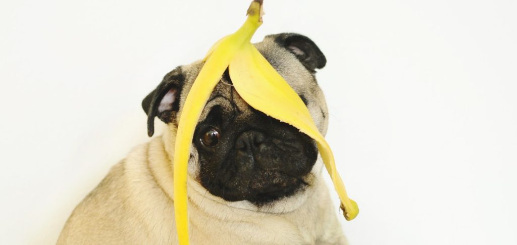 can dogs eat bananas