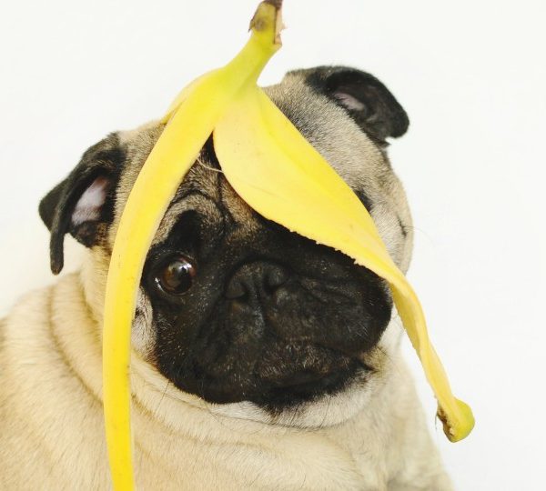 can dogs eat bananas