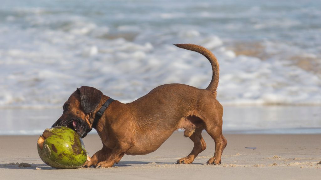 Can Dogs Eat Coconut