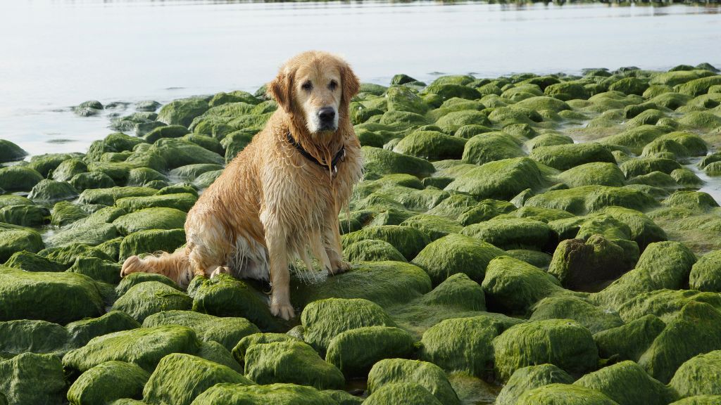 Can Dogs Eat Sea Moss