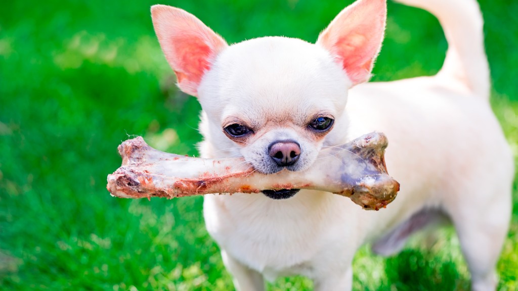 Can Dogs Eat lamb bones