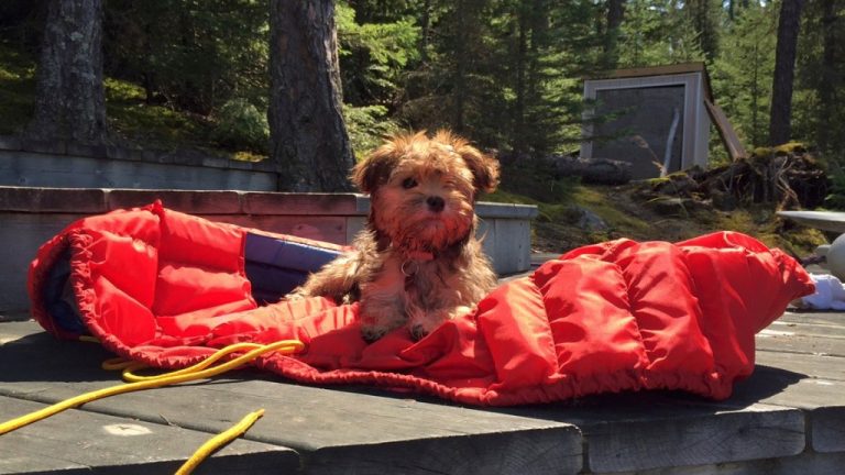 Havanese Breeders Arizona