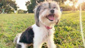 Havanese Breeders in Delaware