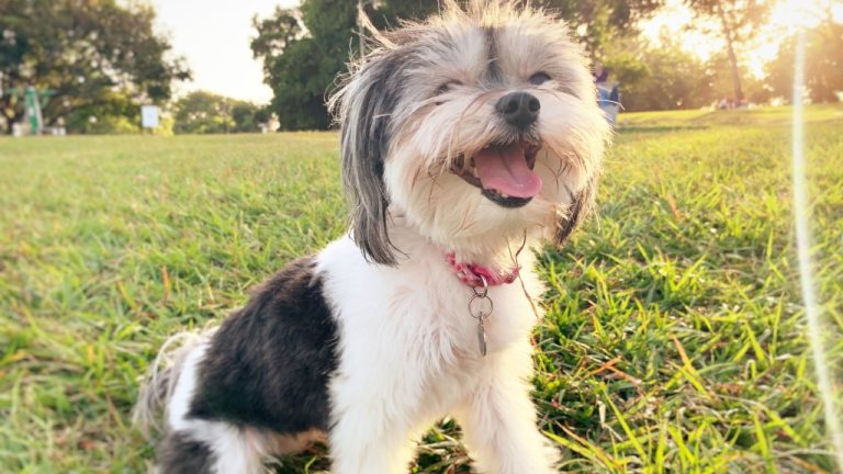 Havanese Breeders in Delaware