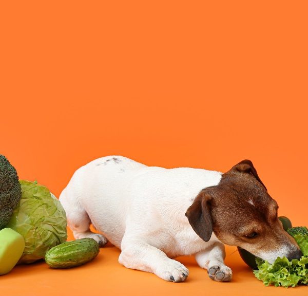 What Vegetables can dogs eat