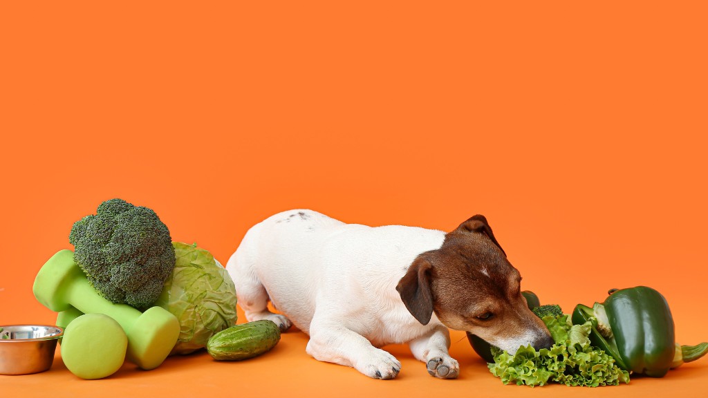 What Vegetables can dogs eat