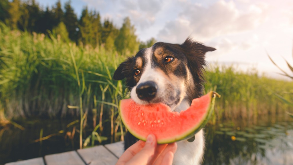 What fruits can dogs eat