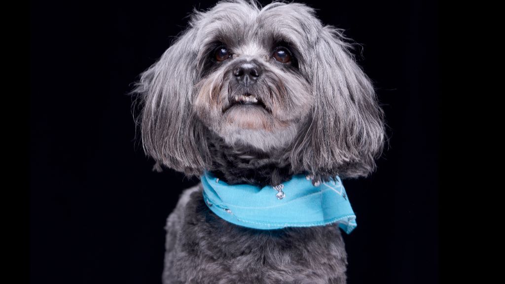 blue havanese