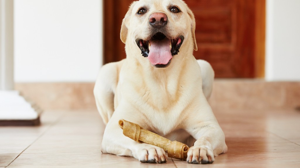 complete guide to dogs and bones