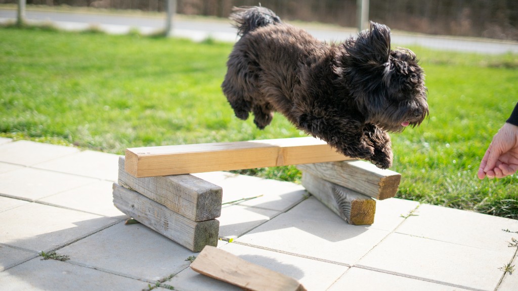 Best books for training a havanese