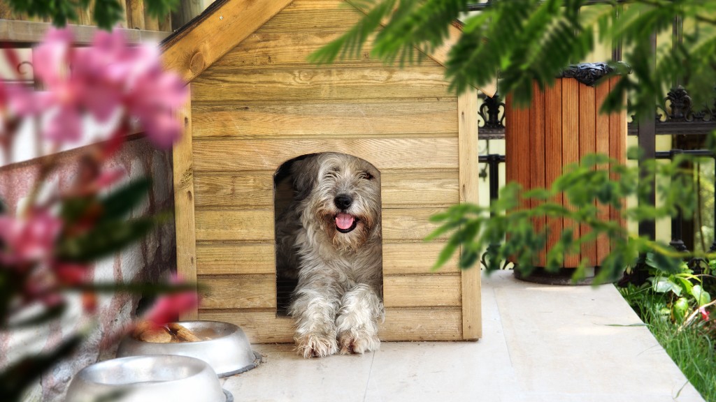 Crate Training a Havanese