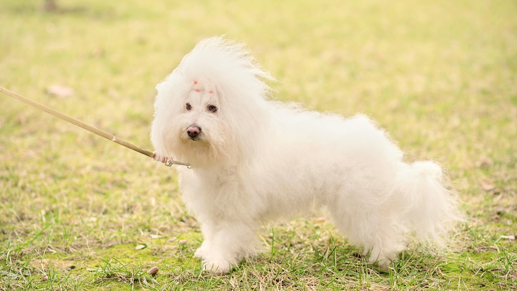 Havanese Leash Training