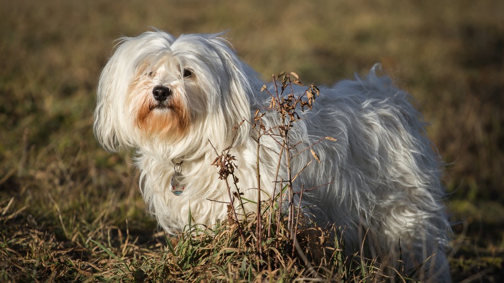 Havanese Personality Problems