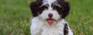 havanese dog breeders in Minnesota