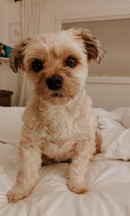 a havanese dog cute looking into the camera