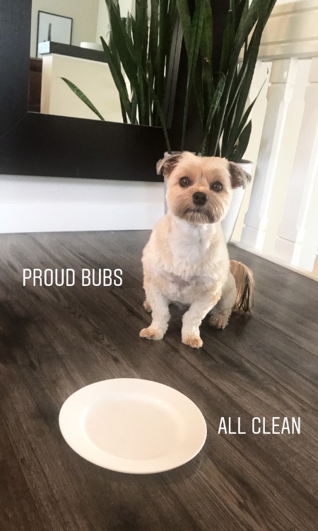 best food for a havanese dog