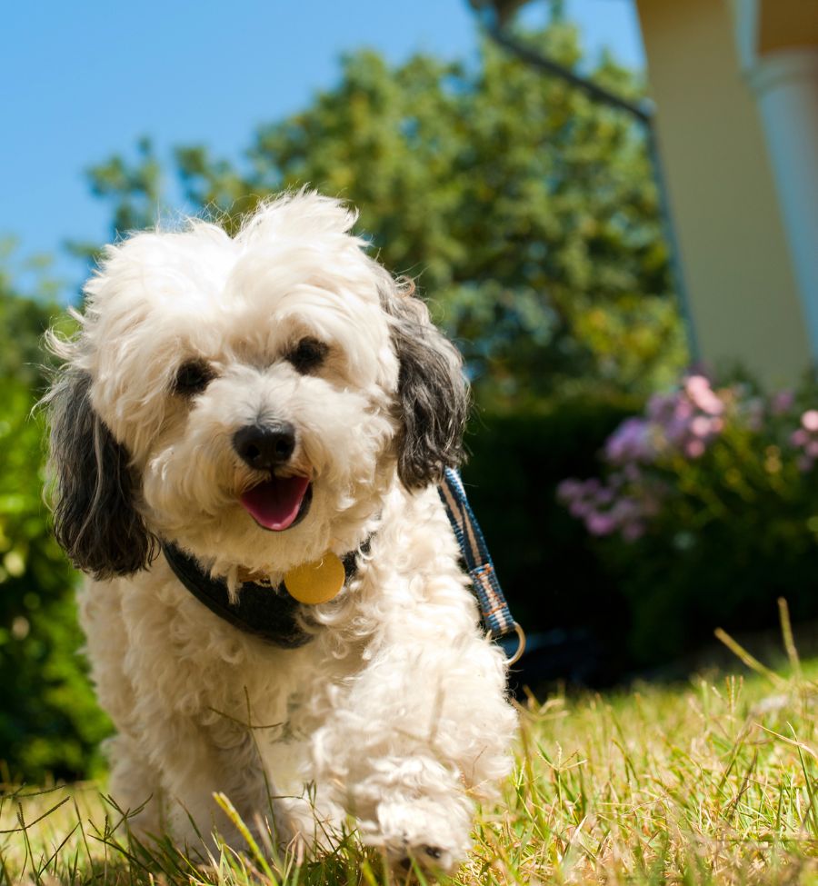 a white havanese looking at the camera thinking about its health