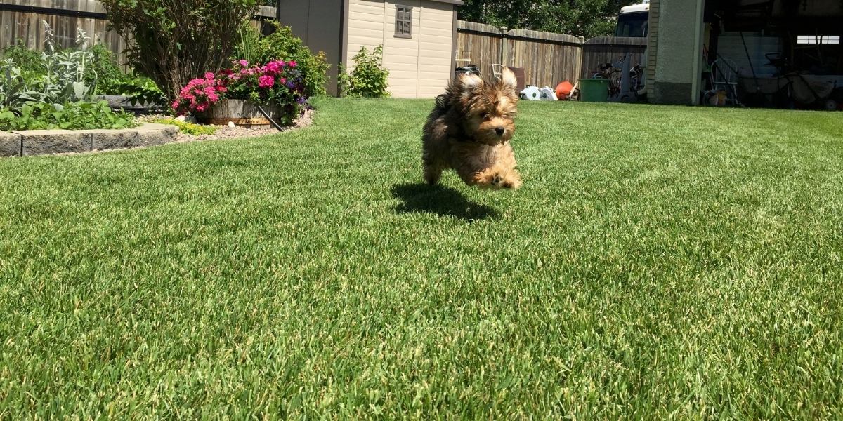Gateway Havanese