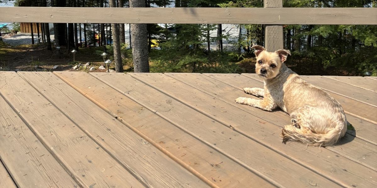 Havanese dog standing outdoors